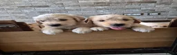 Golden Retriever cani in vendita: Cuccioli golden retriever linea inglese pedigree - Annuncio 1