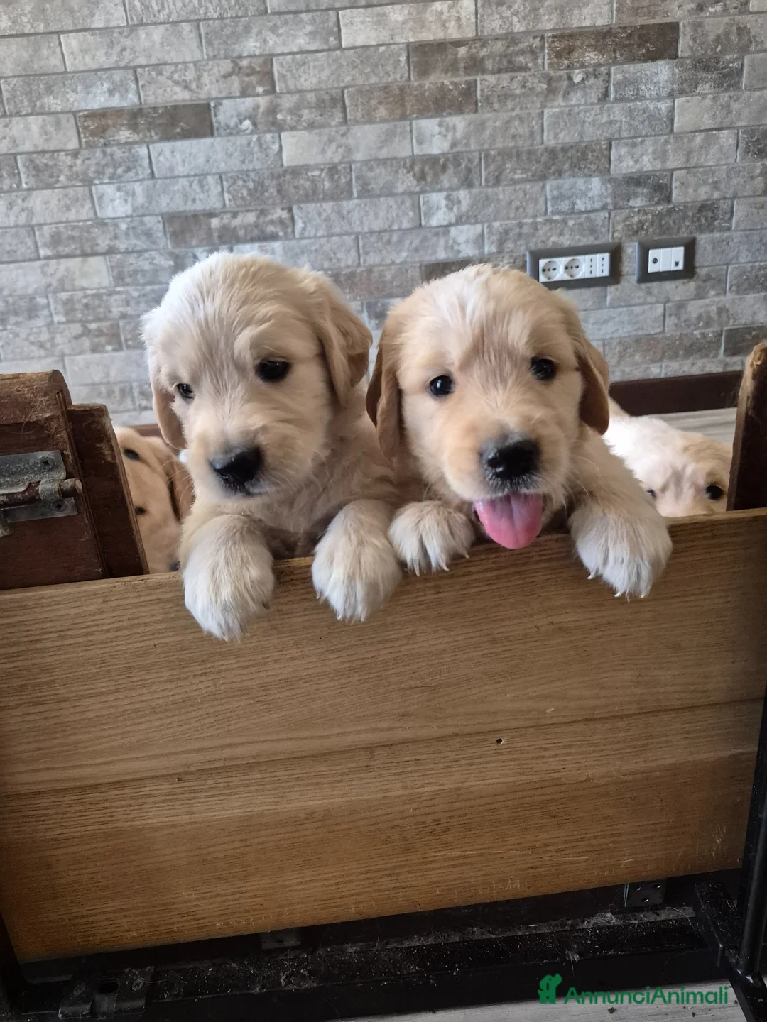 Golden Retriever cani in vendita: Cuccioli golden retriever linea inglese pedigree - Annuncio 1
