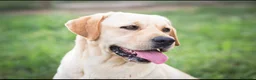 Labrador cani per accoppiamento: Labrador  - Annuncio 6