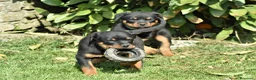 Rottweiler cani in vendita: Cucciola rottweiler con Pedegree  - Annuncio 2