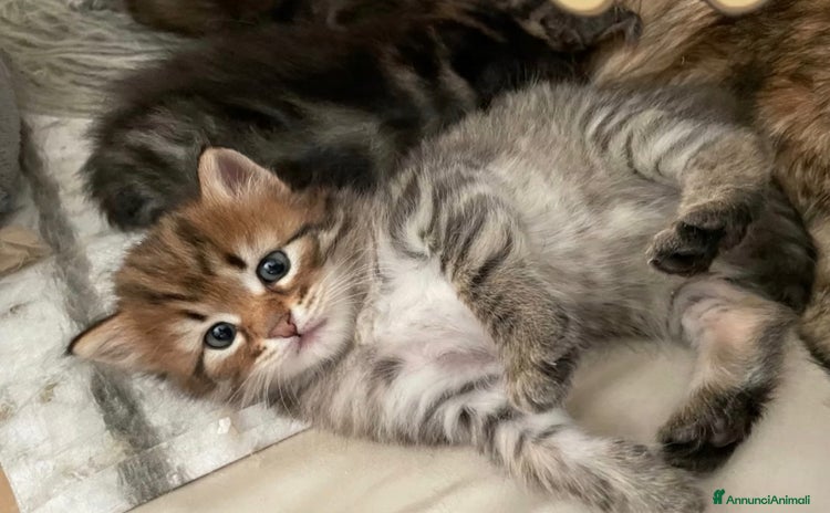 Siberiano gatti a Provincia di Treviso - Annuncio 18