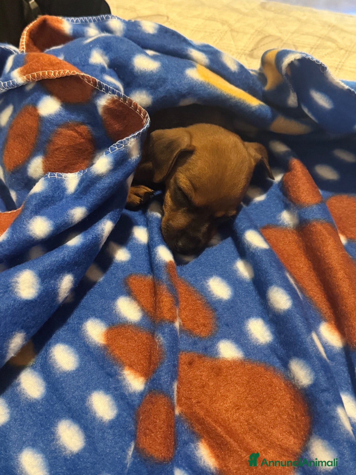 Pinscher Miniatura cani in vendita: Pincher nano femmina 2 mesi fulvo - Lizzano TA - Annuncio 3