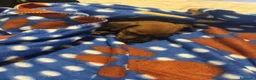 Pinscher Miniatura cani in vendita: Pincher nano femmina 2 mesi fulvo - Lizzano TA a Provincia di Taranto - Annuncio 1