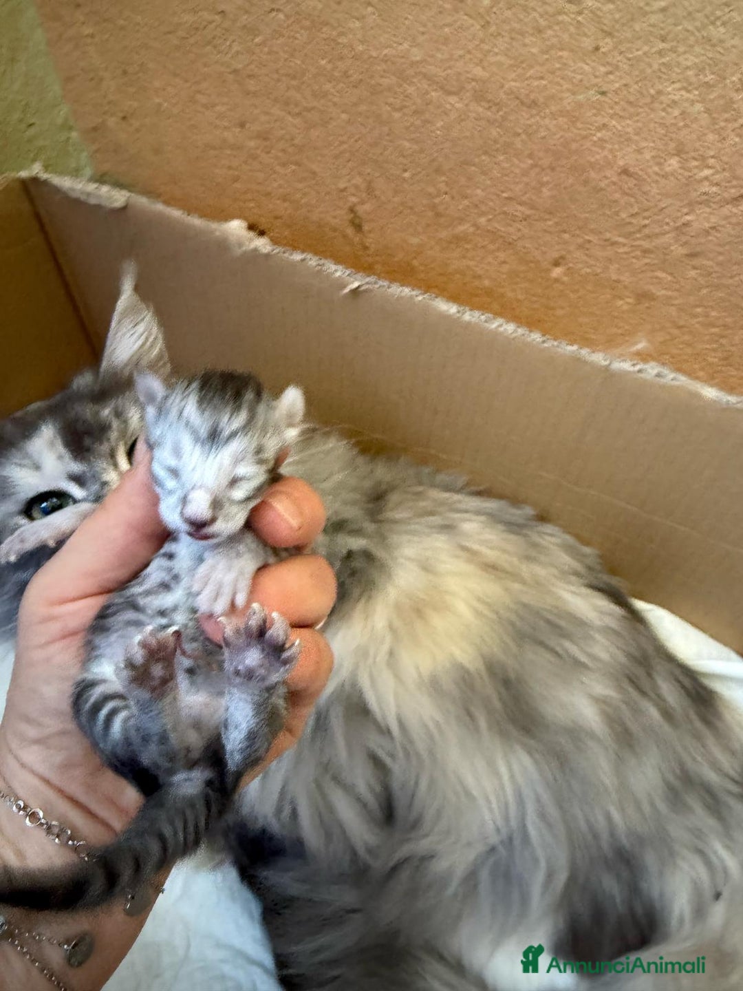 Maine Coon gatti in vendita: Maine coon  a Città metropolitana di Milano - Immagine 3
