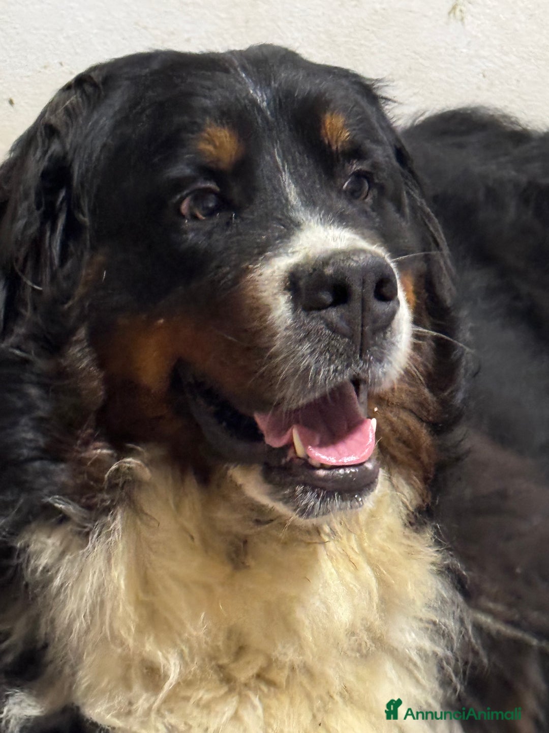 Bovaro del Bernese cani in vendita: Bovaro del Bernese cuccioli  a Provincia di Parma - Immagine 6