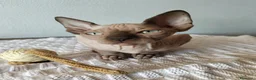 Sphynx gatti in vendita: Gattini Sphynx  - Annuncio 8
