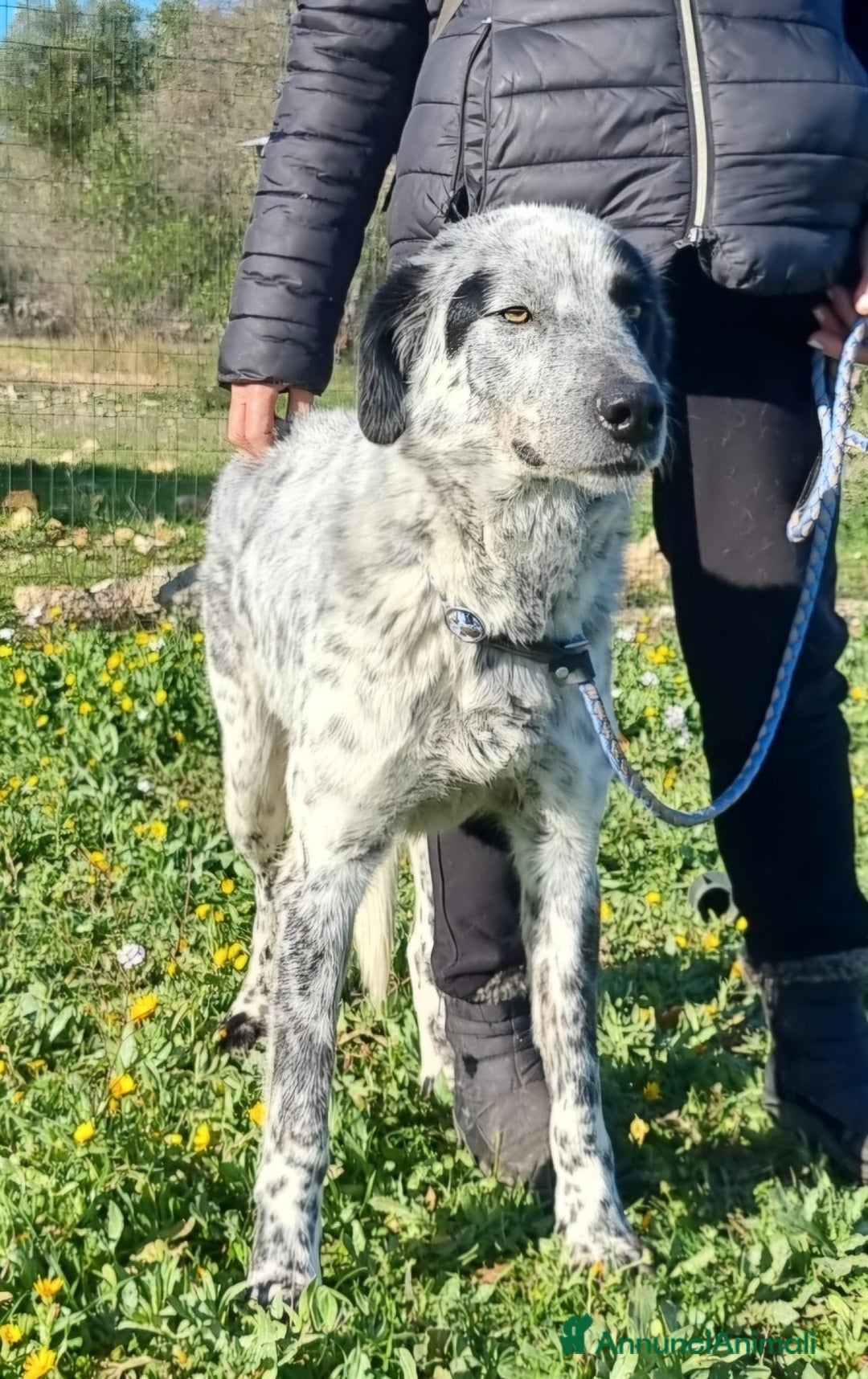 Meticcio cani in regalo: Super Furia - Annuncio 6