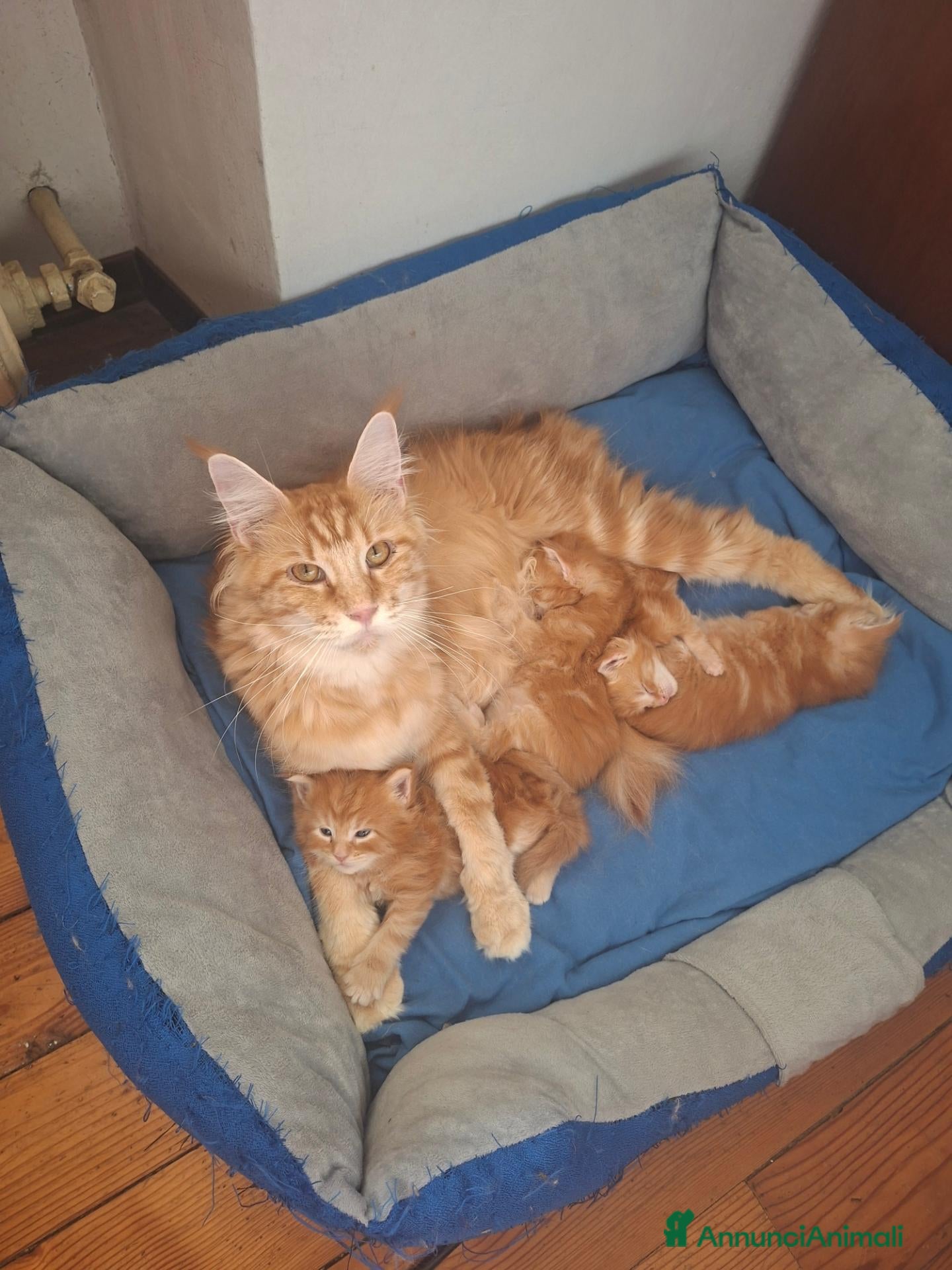 Maine Coon gatti Ultime cucciole - Annuncio 1
