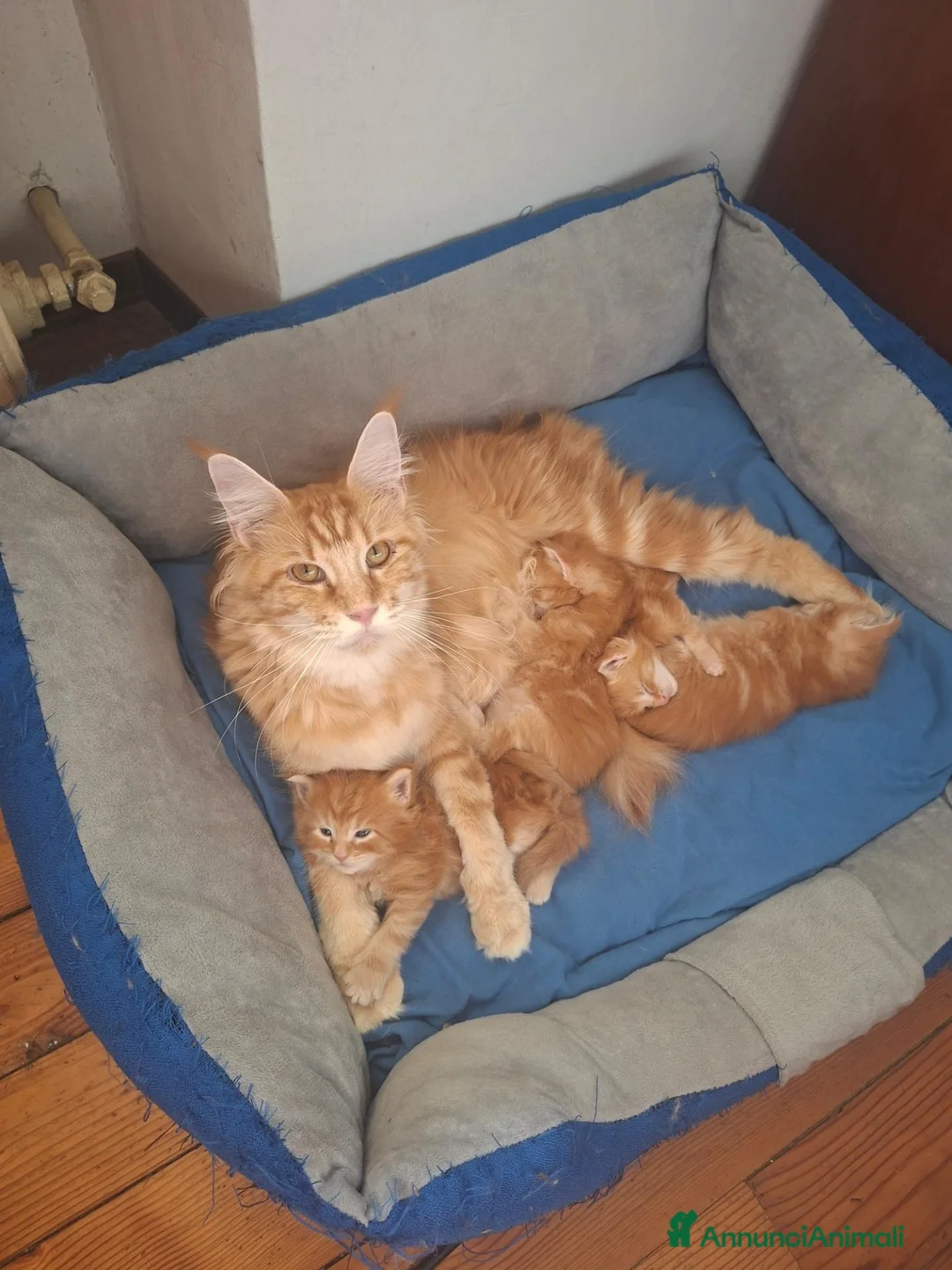 Maine Coon gatti in vendita: Ultime cucciole - Annuncio 1