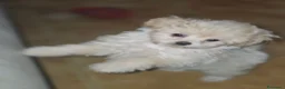 Spitz cani in vendita: Cocca Pomapoo - Annuncio 3