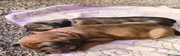 Segugio Bavarese cani in vendita: Cuccioli Segugio Bavarese/Bayerischer Gebirgsschwe a Provincia di Grosseto - Annuncio 3
