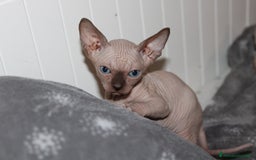 Sphynx gatti in vendita: Vendo cuccioli di sphynx a Provincia di Massa e Carrara - Immagine 2