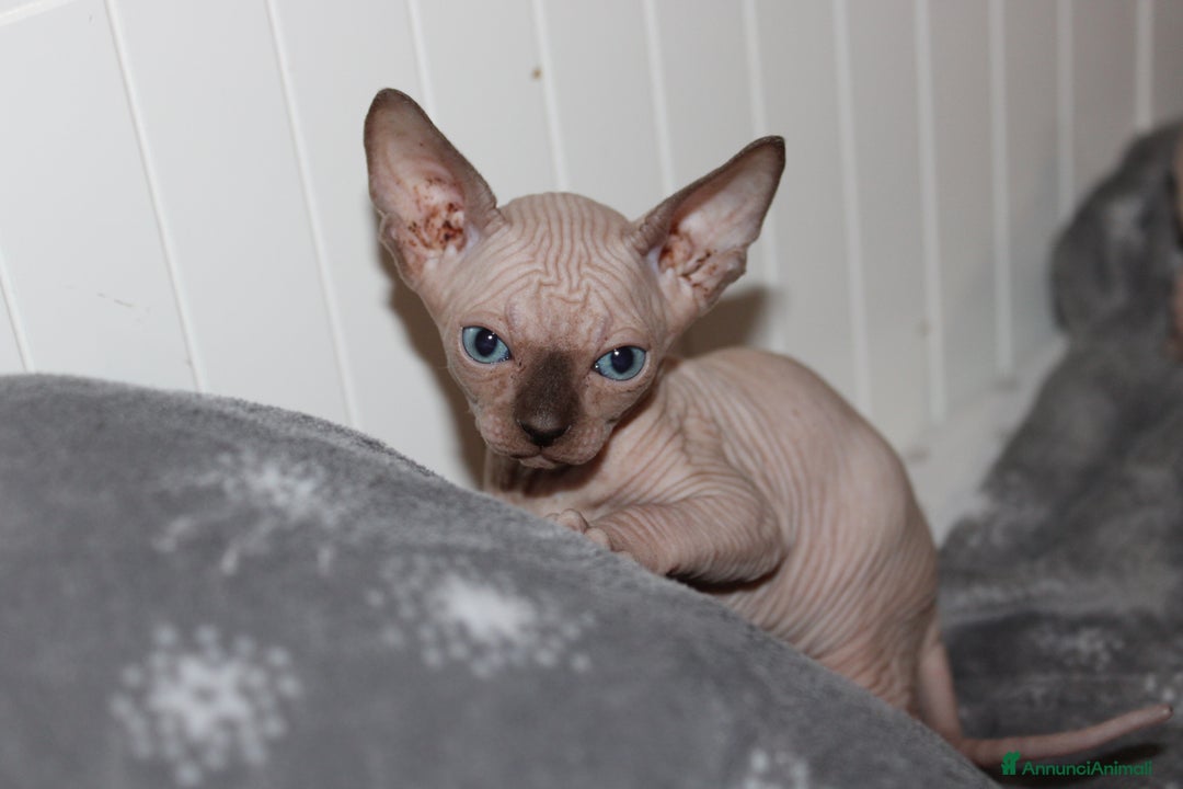 Sphynx gatti in vendita: Vendo cuccioli di sphynx a Provincia di Massa e Carrara - Immagine 2