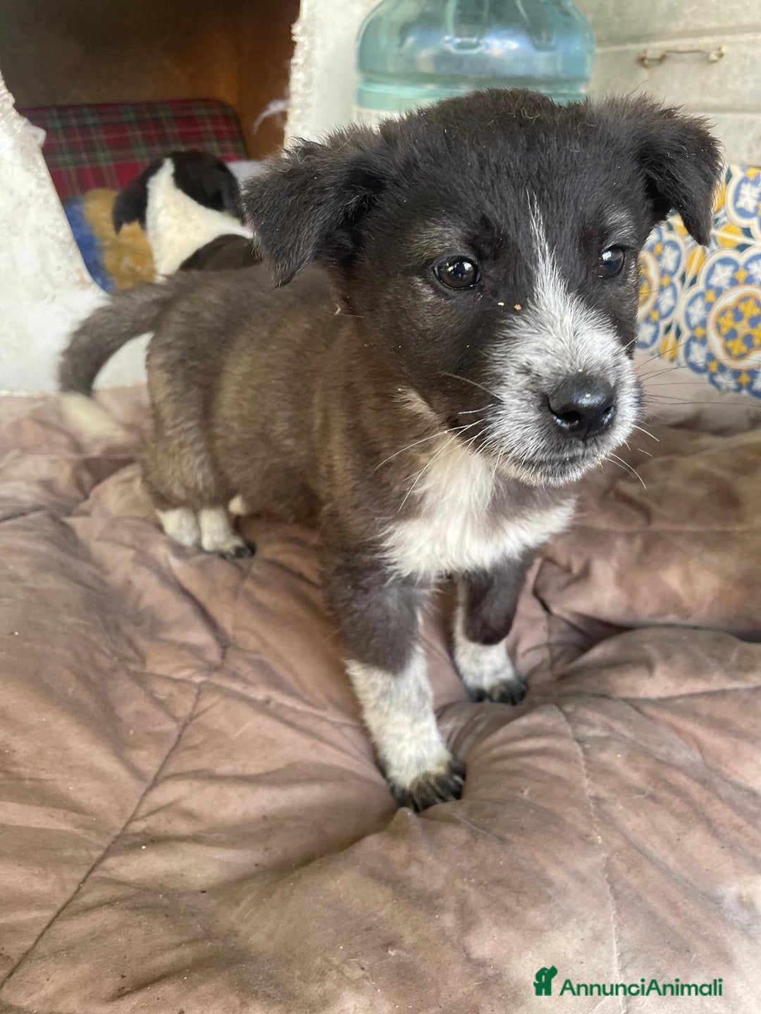 Meticcio cani in regalo: 4 cucciolotti meravigliosi cercano casa - Annuncio 28