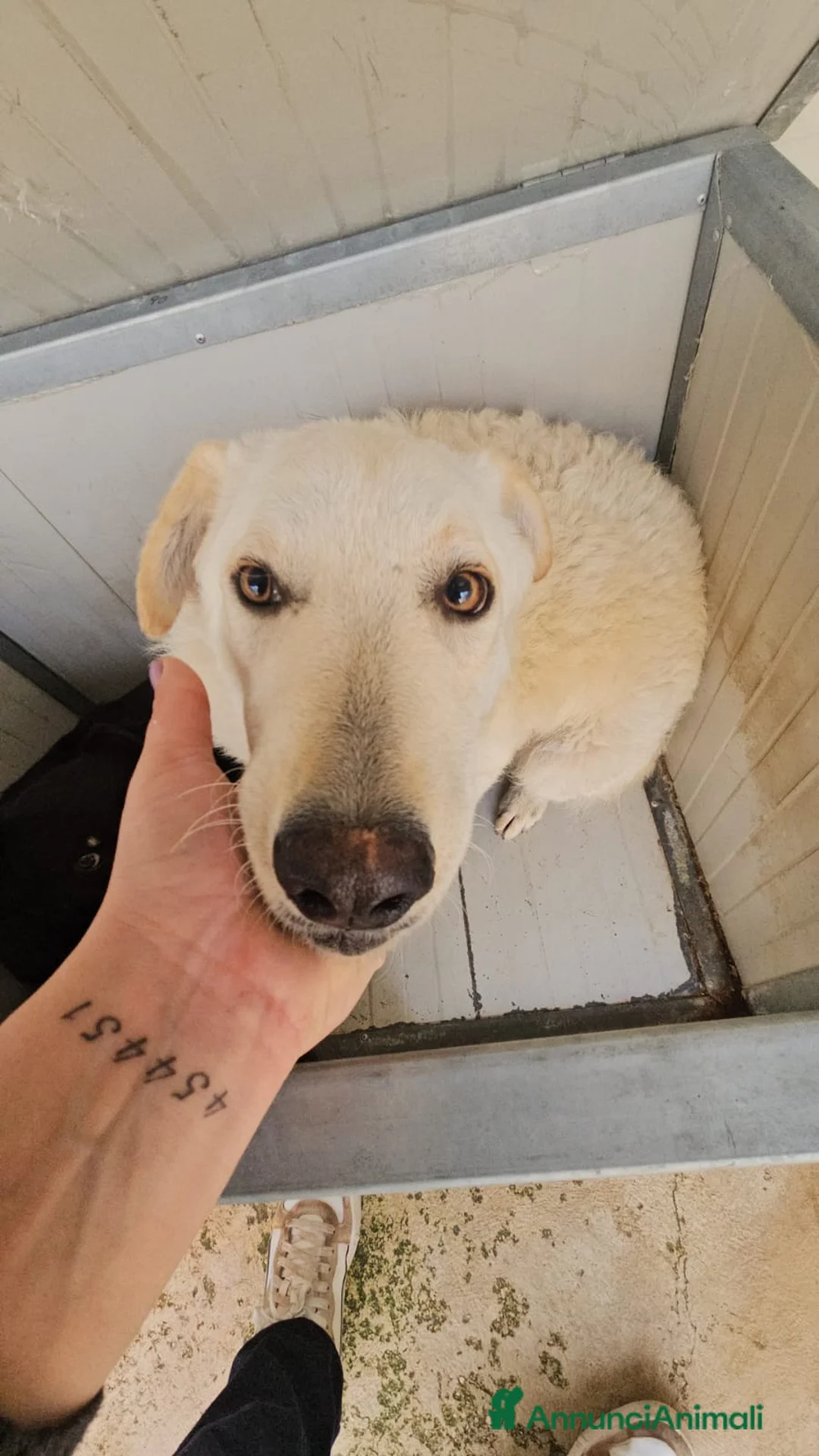 Meticcio cani in regalo: Micky: taglia media, socievole ed equilibrata  - Annuncio 1