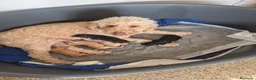 Barboncino cani in vendita: Barboncini  a Città Metropolitana di Bari - Annuncio 2