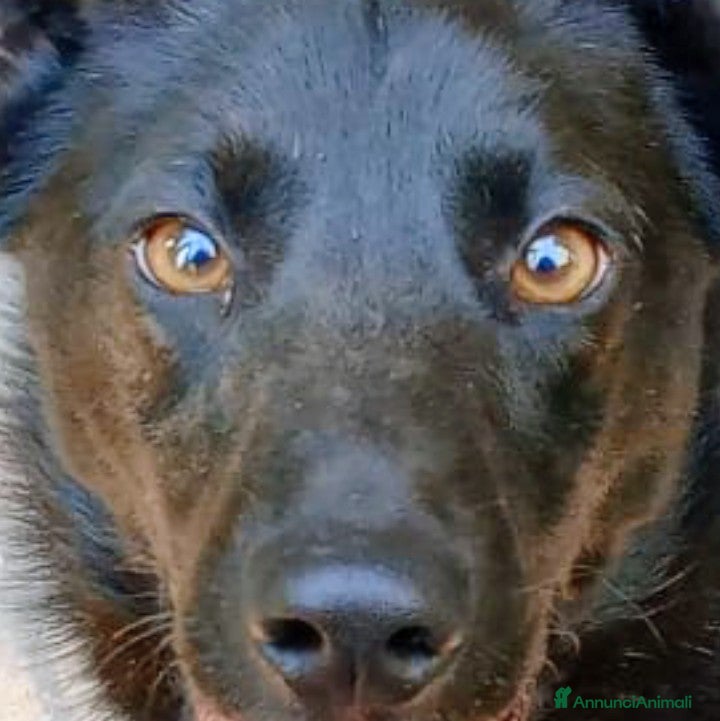 Meticcio cani LOLLO - Annuncio 9
