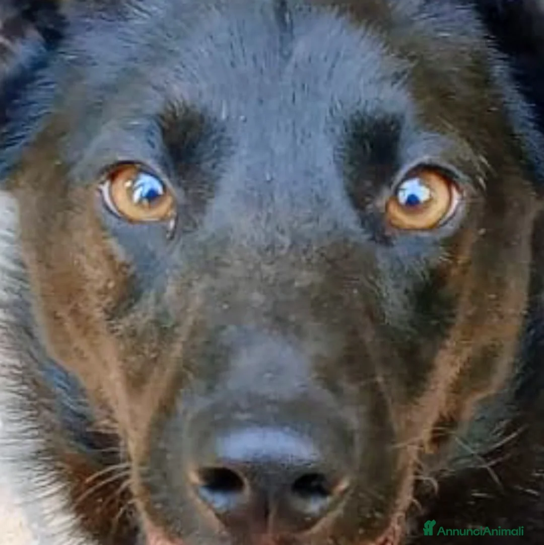 Meticcio cani in regalo: LOLLO - Annuncio 1