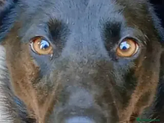 Meticcio cani LOLLO - Annuncio 1