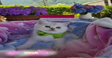 British gatti a Provincia di Bergamo - Annuncio 6