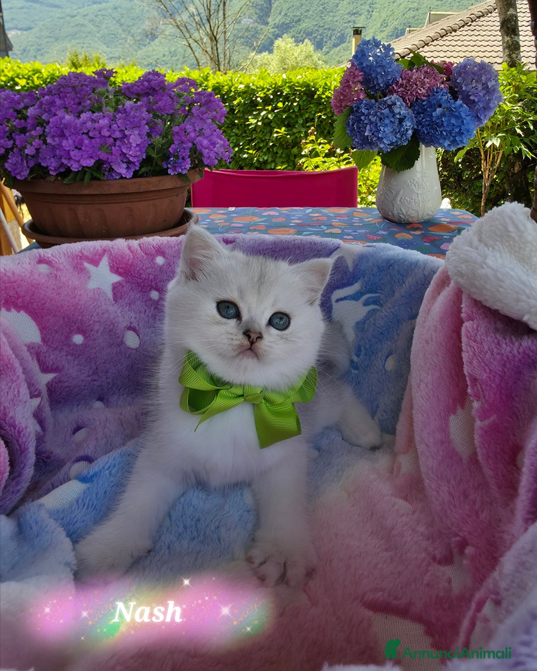 British gatti in vendita: Cuccioli British Golden e Silver a Provincia di Bergamo - Immagine 2