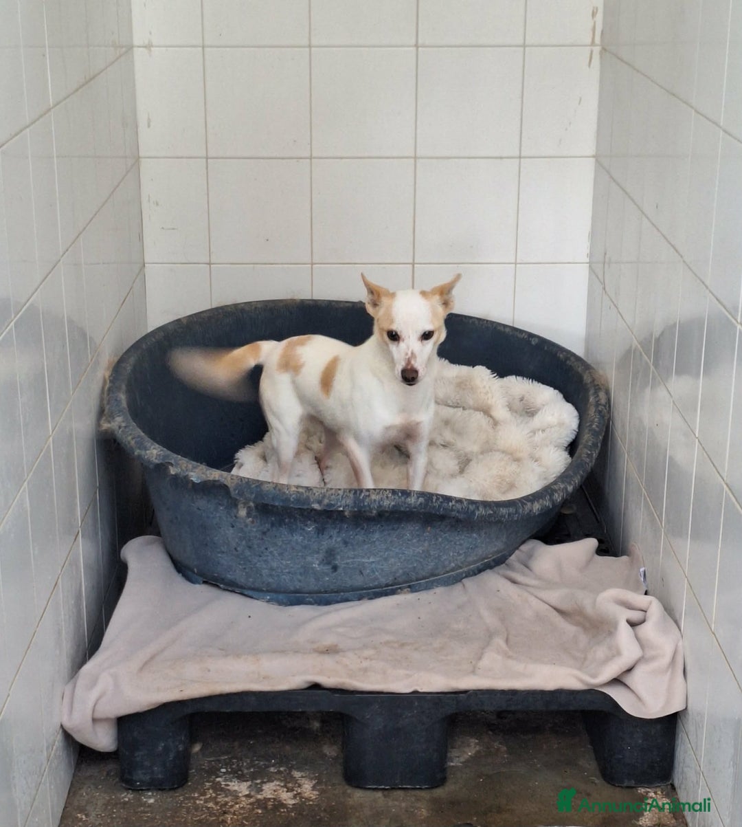 Meticcio cani in regalo: Dolce piccola Priscilla aspetta una dolce famiglia - Annuncio 2