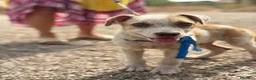 Meticcio cani in regalo: fillo  - Annuncio 1