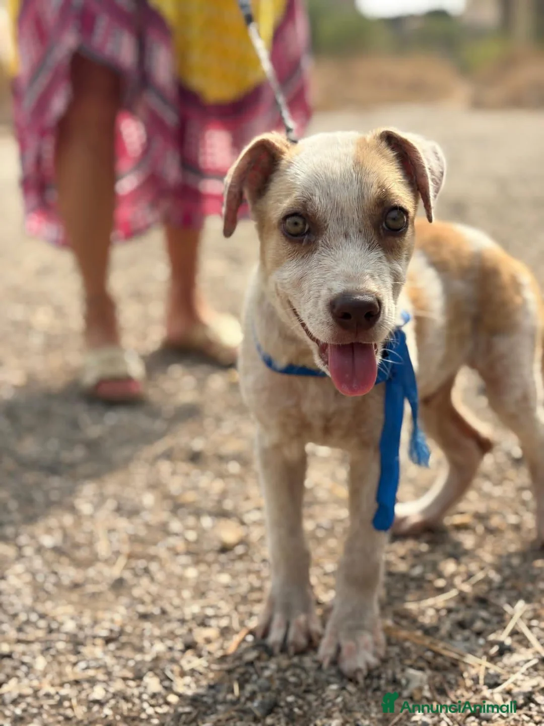 Meticcio cani in regalo: fillo  - Annuncio 1