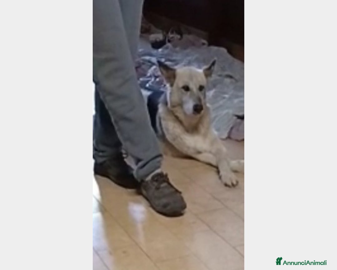 Meticcio cani in regalo: Rocky 12anni da anni in tugurio! LAZIO a Milano - Annuncio 3