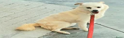 Meticcio cani in regalo: Leon 6 anni Taglia piccola  - Annuncio 2