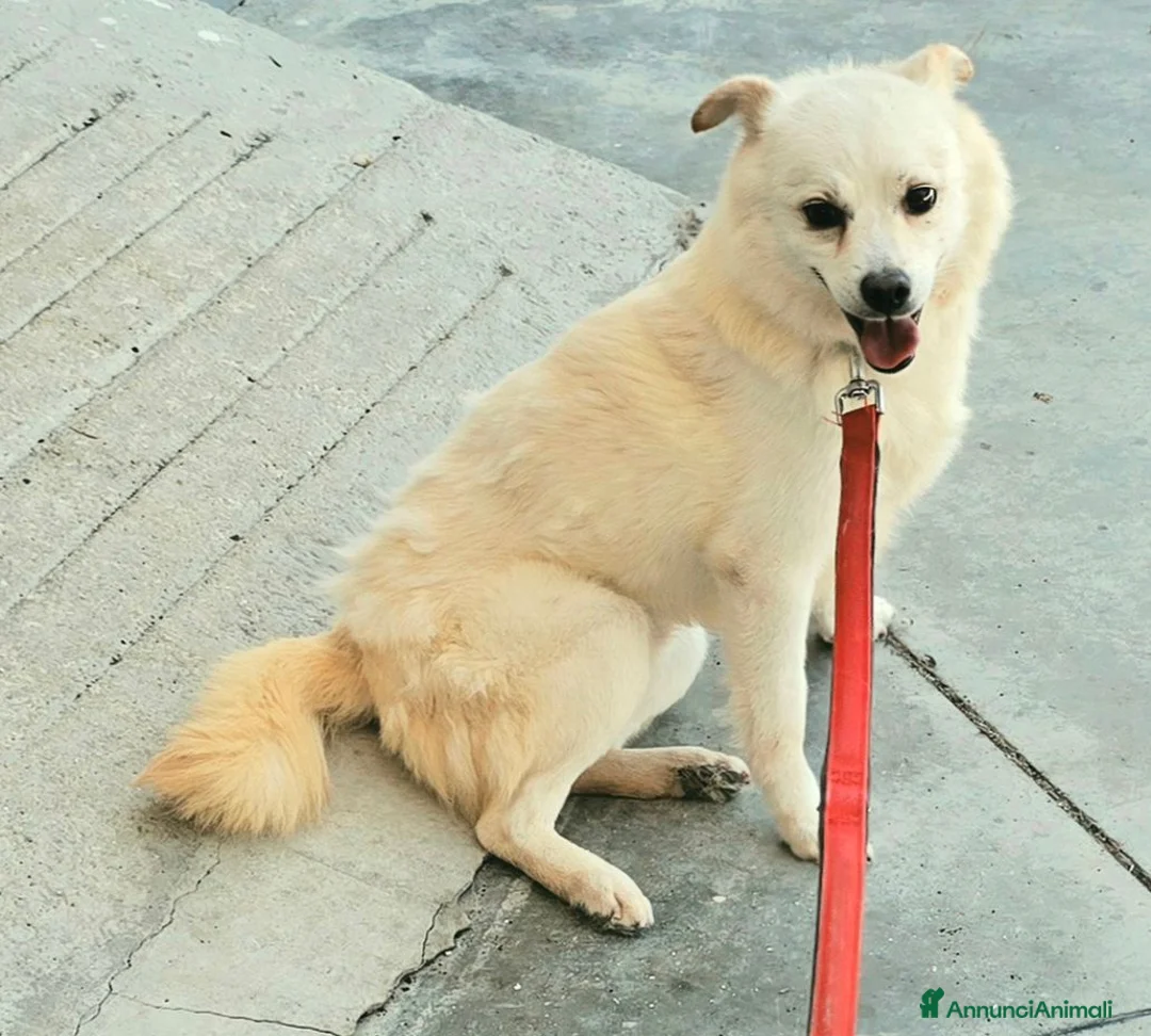 Meticcio cani in regalo: Leon 6 anni Taglia piccola  - Annuncio 2