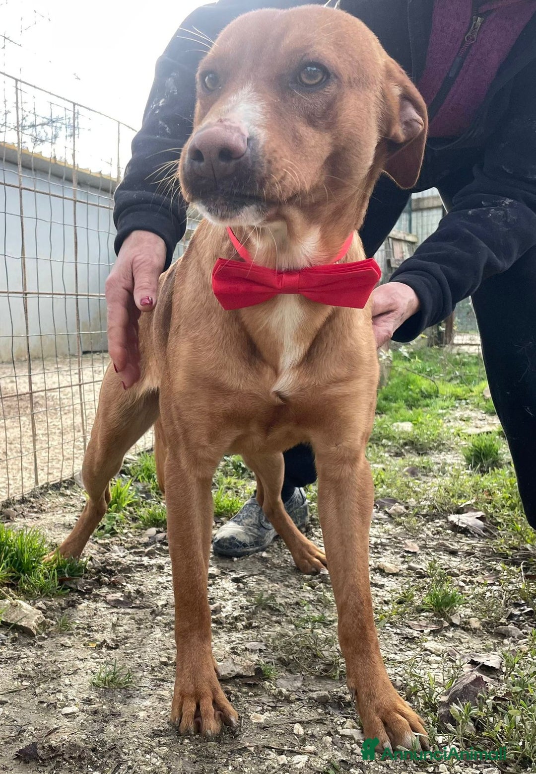 Meticcio cani in regalo: IL FANTASTICO CORFU'' a Città Metropolitana di Firenze - Annuncio 5