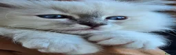 Sacro di Birmania gatti in vendita: Cuccioli Sacri di Birmania - Annuncio 4
