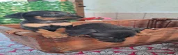 Pinscher Miniatura cani in vendita: Cane Pinscher a Libero consorzio comunale di Trapani - Annuncio 3