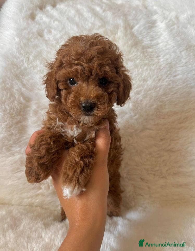 Maltipoo cani Adorabili cuccioli di Maltipoo F1b - Annuncio 5