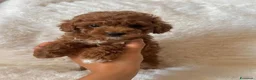 Maltipoo cani in vendita: Adorabili cuccioli di Maltipoo F1b - Annuncio 1