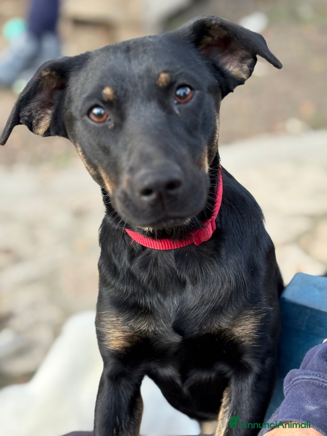 Altre razze cani in regalo: Alex e Susy cuccioli di 5 e 10 mesi cercano casa - Annuncio 10