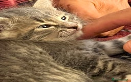 Altre razze gatti in regalo: Pepe maschio - Annuncio 3