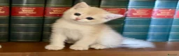 British gatti in vendita: British shorthair blue golden ay12 - Annuncio 2