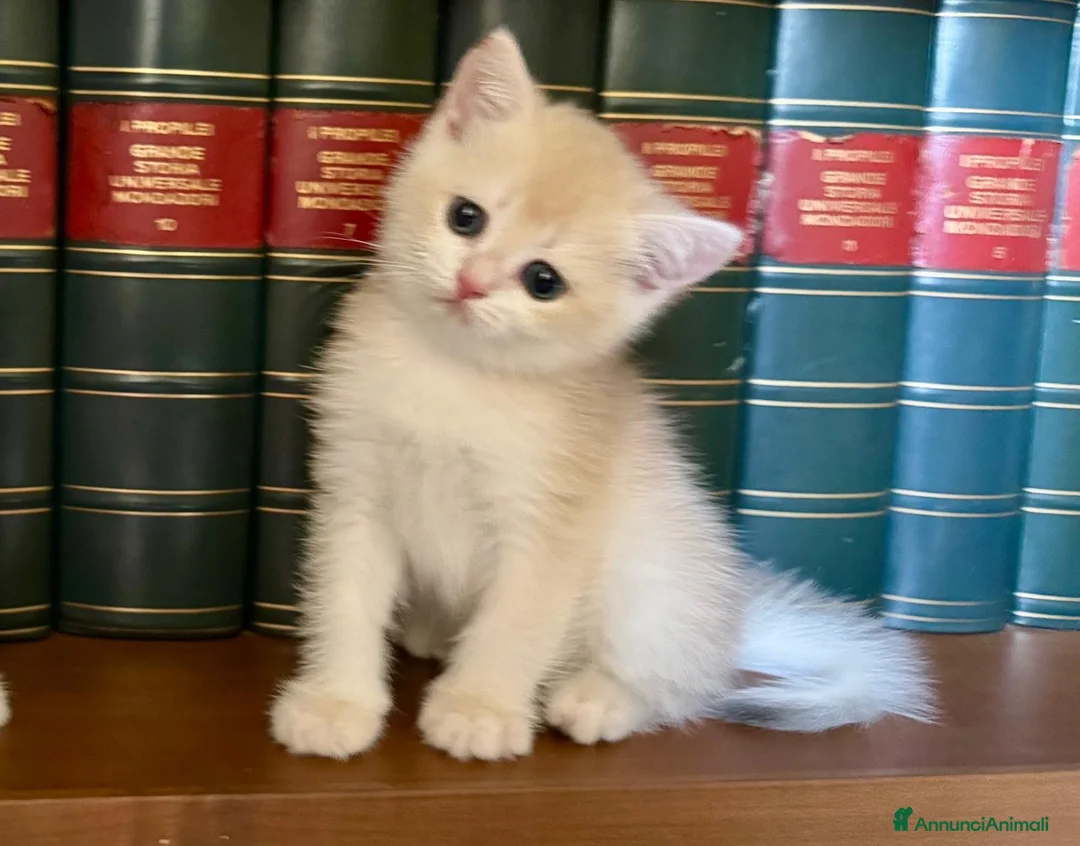 British gatti in vendita: British shorthair blue golden ay12 - Annuncio 2
