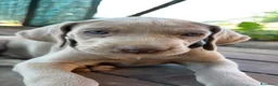 Weimaraner cani in vendita: Cucciolo di weimaraner  - Annuncio 8