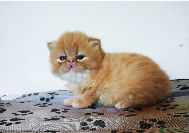 Persiano gatti Gattini persiani - Annuncio 6