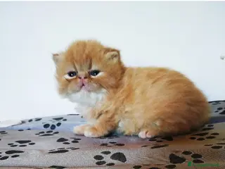 Persiano gatti Gattini persiani - Annuncio 6