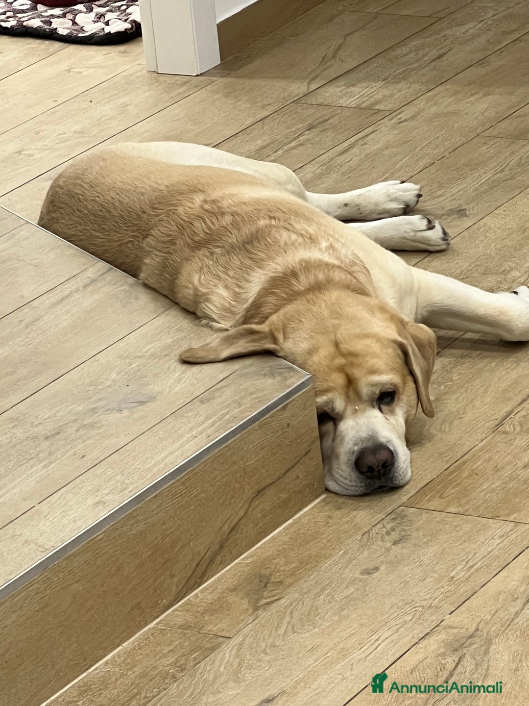 Labrador cani per accoppiamento: Labrador Retriever per monta  - Annuncio 4