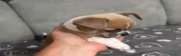 Chihuahua cani in vendita: Cuccioli di chihuahua  - Annuncio 6