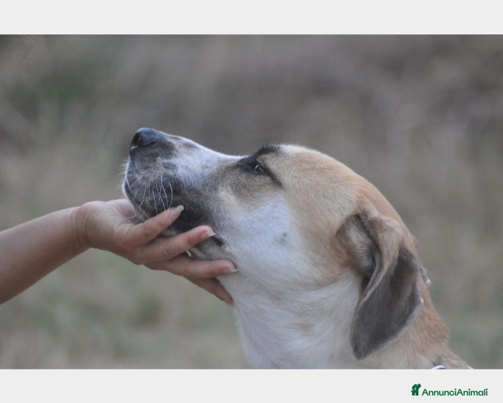 Meticcio cani Whisky dolcissimo cerca famiglia  a Roma - Annuncio 3