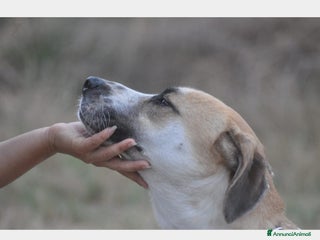 Meticcio cani Whisky dolcissimo cerca famiglia a Roma - Annuncio 17