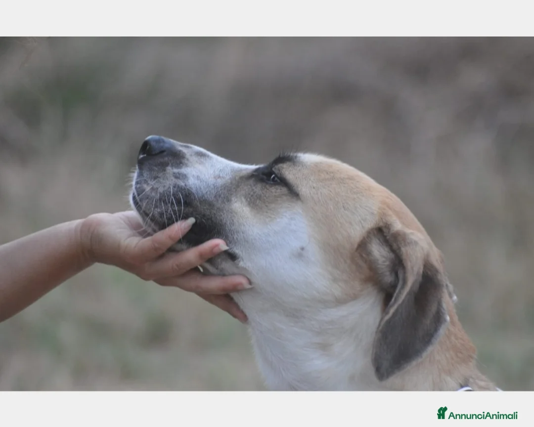Meticcio cani in regalo: Whisky dolcissimo cerca famiglia  a Roma - Annuncio 1