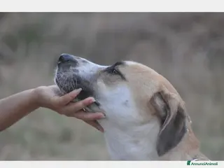 Meticcio cani Whisky dolcissimo cerca famiglia a Roma - Annuncio 18