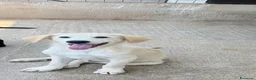 Meticcio cani in regalo: Dario a Provincia di Pavia - Annuncio 2